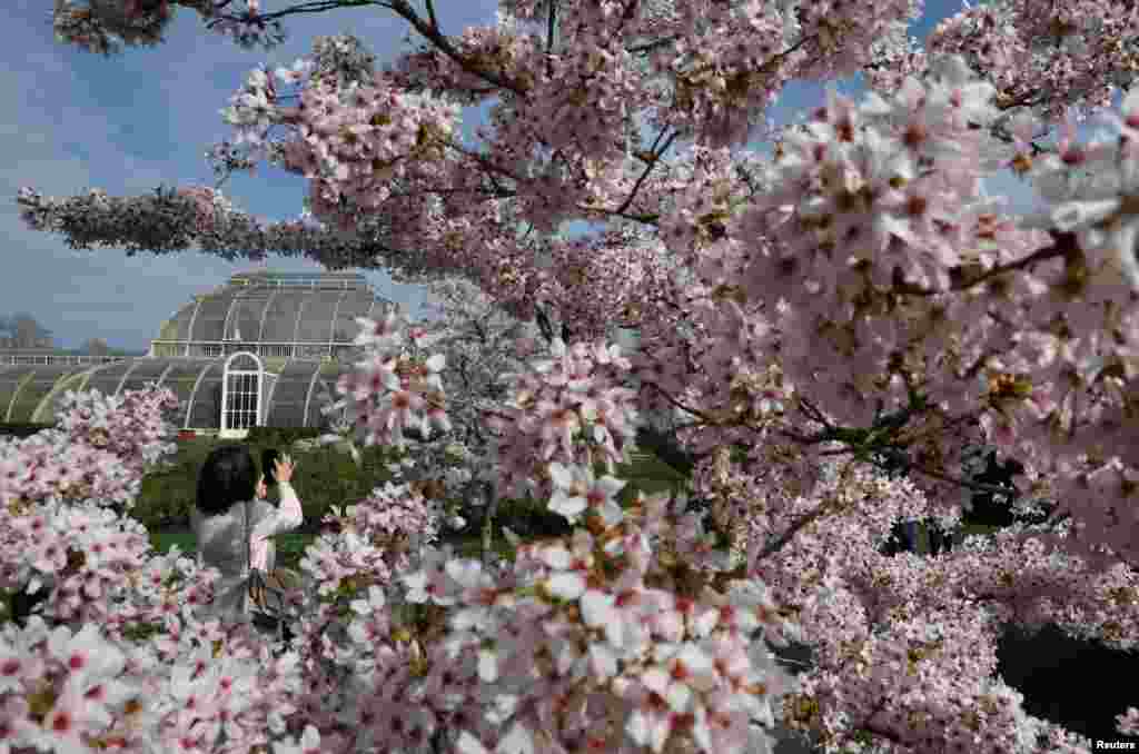 A person views cherry blossom ahead of the &#39;Sounds of Blossom&#39; event at Kew Gardens in London.