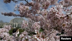 A person views cherry blossom ahead of the &#39;Sounds of Blossom&#39; event at Kew Gardens in London. REUTERS/Toby Melville