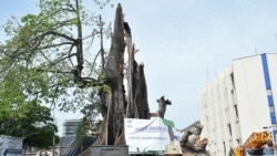 L'arbre emblématique de la capitale Freetown ravagé par une tempête en Sierra Leone