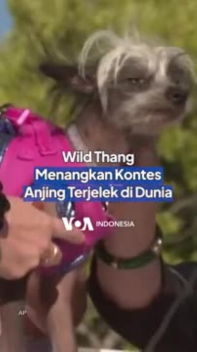 Wild Thang Menangkan Kontes Anjing Terjelek di Dunia