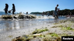 FILE - Toxic algae are seen on a beach in Gdynia, Poland, July 3, 2015. Similar algae are currently polluting parts of a tributary system of the Oder river in Poland. (Lukasz Glowala/Agencja Gazeta/via Reuters)