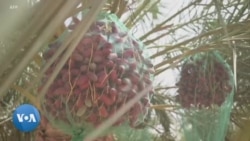 En Mauritanie, l'oasis d'Azougui menacée par l'avancée du désert