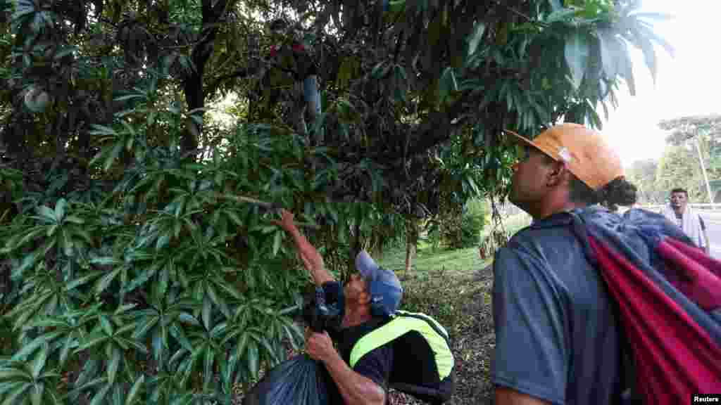 Migrantes buscan mangos en un árbol mientras continúan su viaje en una caravana rumbo a la Ciudad de México. 