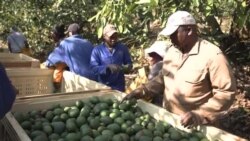 China, trying to address trade deficit, moves to boost agriculture imports from Africa