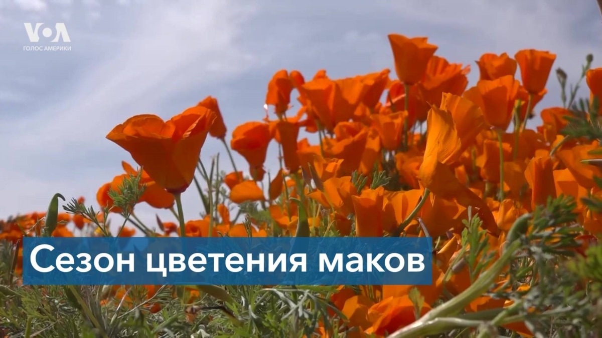 Цветение маков в Калифорнии