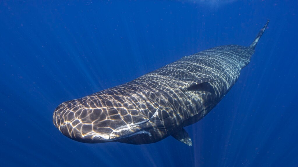 Scientists Claim Discovery of Sperm Whales’ Communication System - VOA