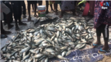 ANGOLA-CHINA FISH TRADERS Thumbnail