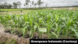 Para aktivis menyampaikan kekhawatiran bahwa proyek penyimpanan pangan skala besar seperti food estate bukanlah solusi ketahanan pangan namun justru memperburuk krisis pangan dan iklim. (Foto: Courtesy/Greenpeace Indonesia)