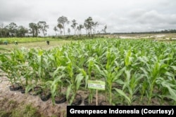 Para aktivis menyampaikan kekhawatiran bahwa proyek penyimpanan pangan skala besar seperti food estate bukanlah solusi ketahanan pangan namun justru memperburuk krisis pangan dan iklim. (Foto: Courtesy/Greenpeace Indonesia)