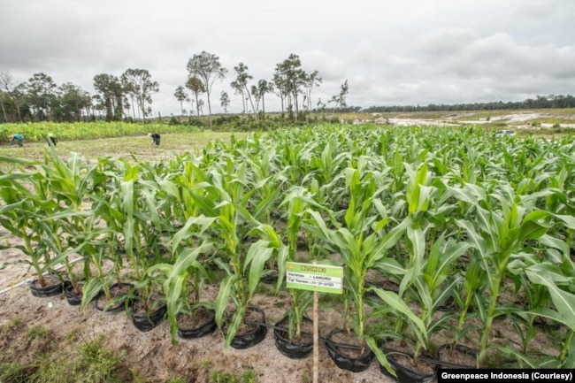 Para aktivis menyampaikan kekhawatiran bahwa proyek penyimpanan pangan skala besar seperti food estate bukanlah solusi ketahanan pangan namun justru memperburuk krisis pangan dan iklim. (Foto: Courtesy/Greenpeace Indonesia)