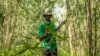 Bamboo Sees Growing Interest in Uganda