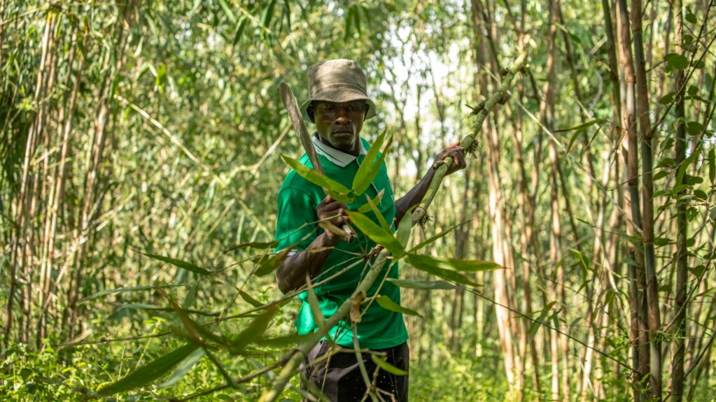 Bamboo Sees Growing Interest in Uganda