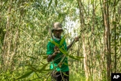 FILE —Joseph Katumba, a caretaker at Kitara Farm, works near Mbarara, Uganda, on March 8, 2024.