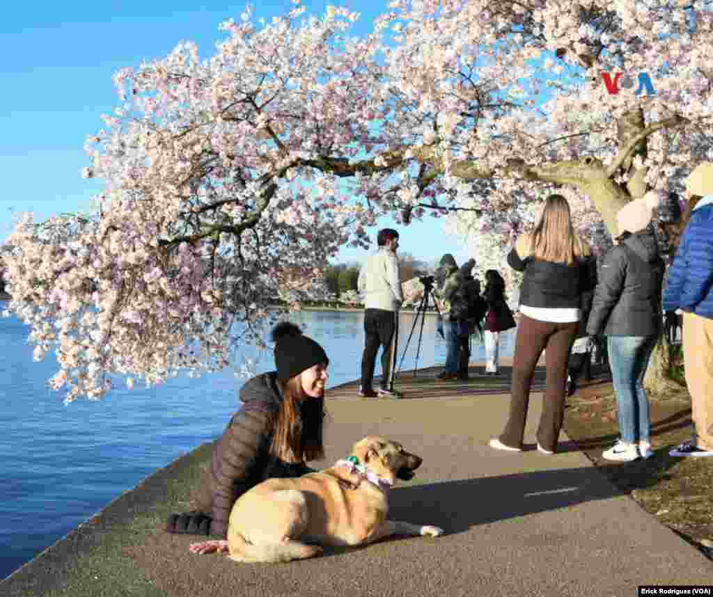 Las mascotas también hacen acto de presencia para el Festival de los Cerezos en Flor.