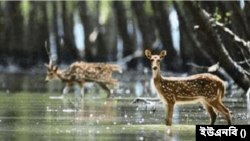 সুন্দরবনের কটকা ও কচিখালীসহ বিভিন্ন এলাকা থেকে মৃত ওই হরিণ উদ্ধার করা হয়। প্রতীকী ছবি।