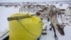 As Climate Changes, Herders Feed Reindeer