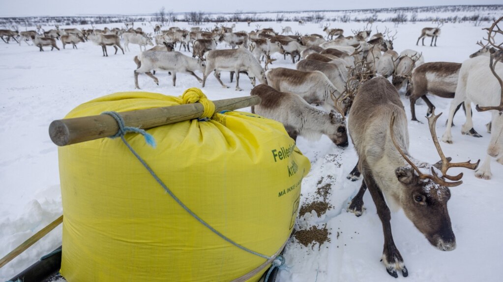 As Climate Changes, Herders Feed Reindeer