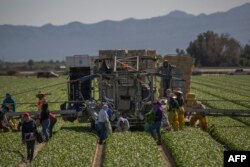 Pekerja pertanian imigran memanen ladang bayam di dekat Coachella, California, 24 Februari 2017. (DAVID MCNEW / AFP)