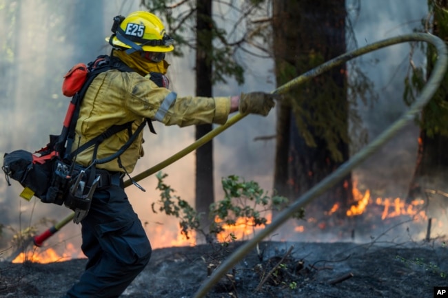 A firefighter lays out a hose line while fighting the Park Fire near Forest Ranch, Calif., Sunday, July 28, 2024. (AP Photo/Nic Coury)