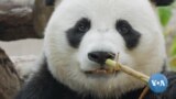 Washington Zoo Says Goodbye to Its Giant Pandas 