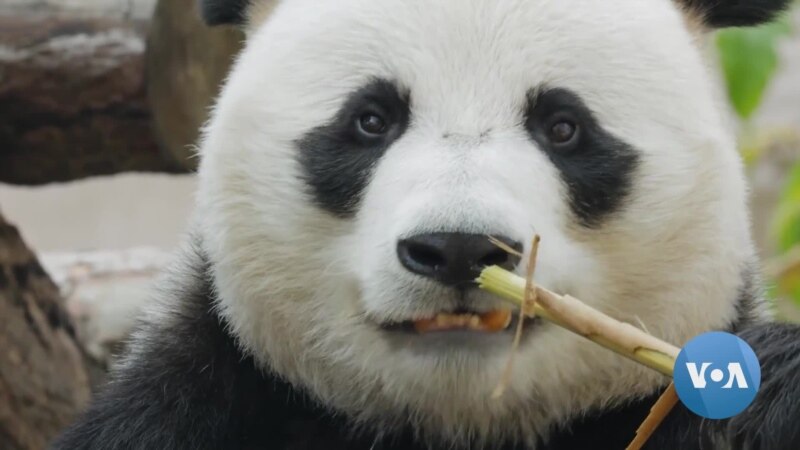 Washington Zoo Says Goodbye to Its Giant Pandas ...