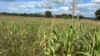 Un champ de maïs, la culture de base du Zimbabwe, dont le pays a besoin pour faire face à la sécheresse provoquée par El Niño, le 3 avril 2024 (Columbus Mavhunga/VOA)