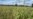 Zimbabwe appeals for $2 billion to avert food insecurity