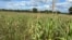 Zimbabwe is expecting a 2024 harvest of 868,000 metric tons of grain — including the country’s staple crop of corn — far short of what the country needs, April 1, 2024. (Columbus Mavhunga/VOA)