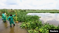 Municipal workers take a break as they clear off hyacinth weed at the Grootvaly Blesbokspruit wetland reserve, near Springs, in the east of Johannesburg, in South Africa, Feb. 15, 2023.