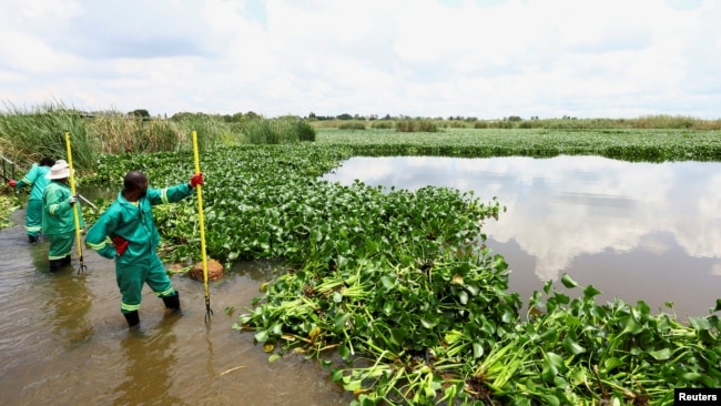 Municipal workers take a break as they clear off hyacinth weed at the Grootvaly Blesbokspruit wetland reserve, near Springs, in the east of Johannesburg, in South Africa, Feb. 15, 2023.