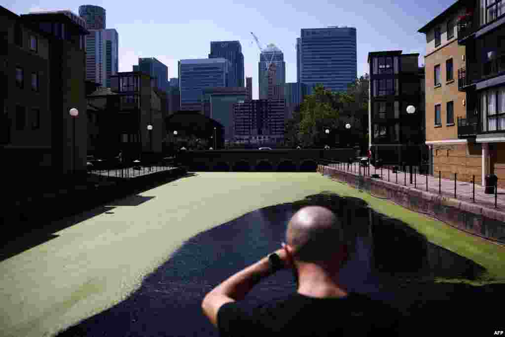 A man looks at the water covered in duckweed, also called lemnoideae, by the river Thames, on the Isle of dogs, facing Canary Wharf district, in London.&nbsp;Hot weather causes explosion of duck weed on London waterways.&nbsp;