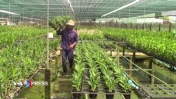 Trồng lan Tết ở Phước Lý