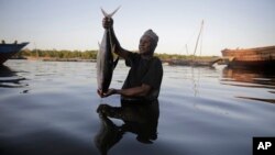 FILE - Fisherman Kassim Abdalla Zingizi holds a yellowfin tuna after a catch in Vanga, Kenya, on June 14, 2022. (AP Photo/Brian Inganga, File)