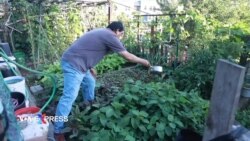 Vườn rau của di dân gốc Á tại Khu Phố Tàu ở Seattle