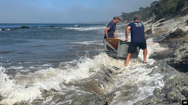 This photo provided by the Channel Islands Marine & Wildlife Institute (CIMWI) shows rescue workers help carry a sick Sea Lion from Hendry's beach in Santa Barbara (Channel Islands Marine & Wildlife Institute via AP)