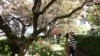 FILE - Cherry blossom, and other flowering trees add to the ambiance at the Crystal Hermitage Gardens at Ananda Village, in Nevada City, Calif., on April 8, 2022. (Elias Funez/The Union via AP, File)