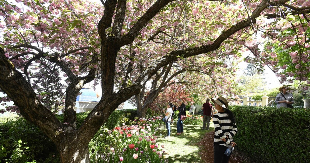 New Research Learns Evolution of Flowering Plants