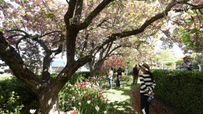 New Research Learns Evolution of Flowering Plants