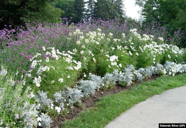 This 2006 image provided by Deborah Silver shows her moon garden with Verbena, Cleome, petunia, double purple datura and dusty miller. (Deborah Silver via AP)