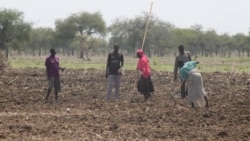Refugees farm for living