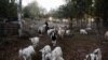 Chile's Firefighting Goats Protect a Forest From Deadly Blazes 