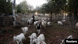 Victor Faundez walks next to his herd of goats nibbling on foliage in Santa Juana, Chile, May 11, 2023. 