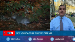 New York’ta 155 Bin Dolar Maaşla “Fare Çarı” Atandı