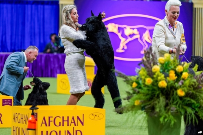 Monty, a giant schnauzer, takes part in the best in show competition at the 148th Westminster Kennel Club dog show Tuesday, May 14, 2024, at the USTA Billie Jean King National Tennis Center in New York. (AP Photo/Julia Nikhinson)