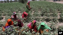 Women work in a cotton field in Rajanpur, a district of Pakistan's Punjab province, May 21, 2023. In Punjab, farms got a lucky break as the water enriched once-dry lands during the floods last year.