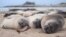 FILE - Two-month-old northern elephant seals sleep on the beach at Ano Nuevo State Park in California, U.S. April, 2020. (Jessica Kendall-Bar/Handout via REUTERS)