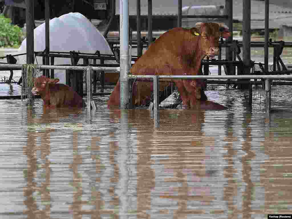 Cows are seen at a cattle shed partly submerged by typhoon Khanun in Daegu, South Korea.