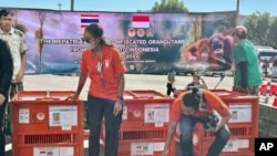 Petugas menyiapkan peti berisi orangutan untuk dipulangkan ke Indonesia, di Bandara Internasional Suvarnabhumi di Bangkok, Thailand, Kamis, 21 Desember 2023. (AP/Jintamas Saksornchai)