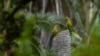 Comunidad boliviana busca rescatar ave y palmera en peligro de extinción