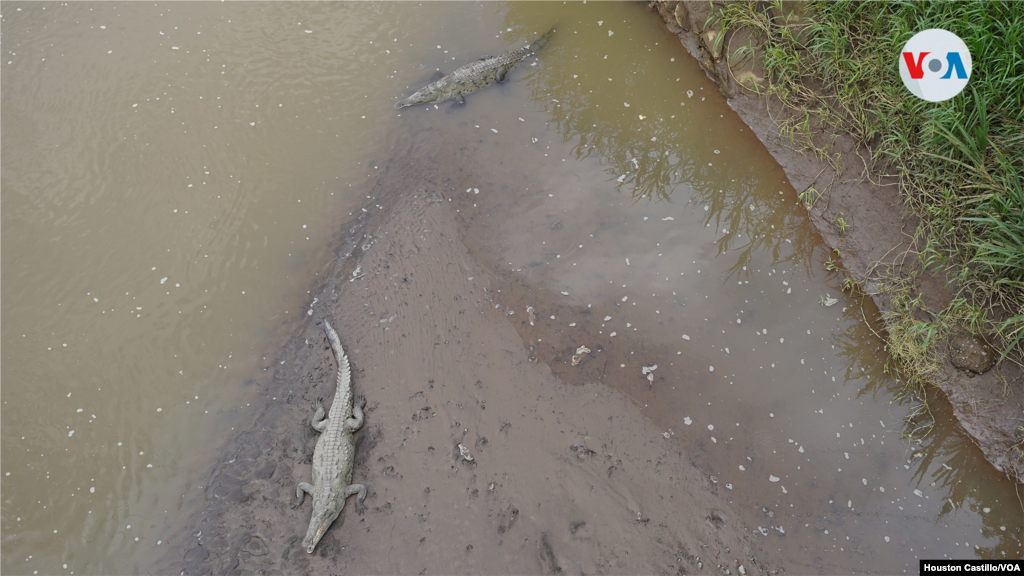 Vista de los Cocodrilos en el Río Tárcoles, en Costa Rica.